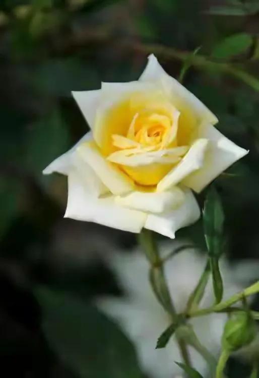 百花香dj版在线
